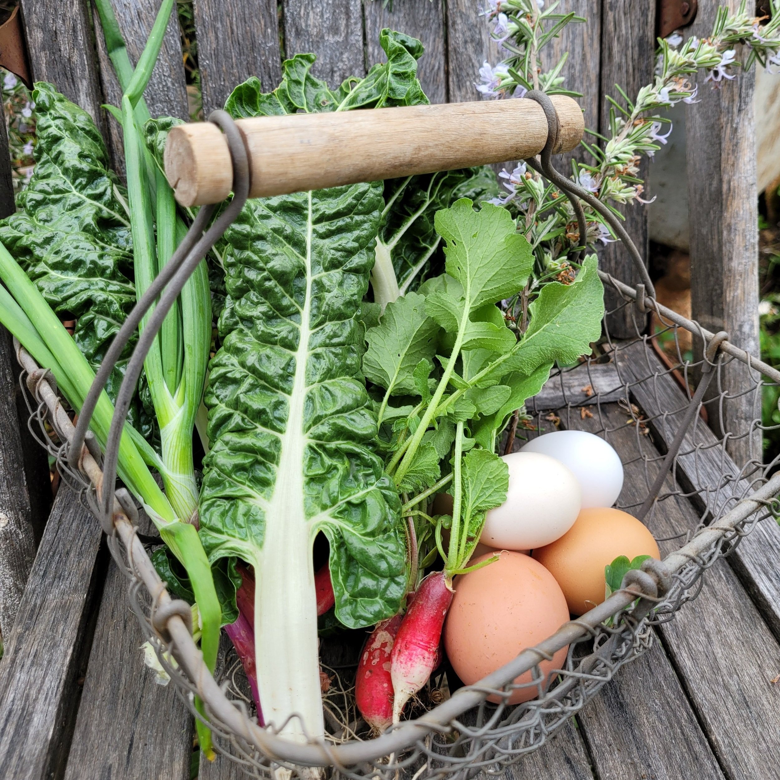 Amys+Heirloom+Vegetables+oregon+-+20210430_172652